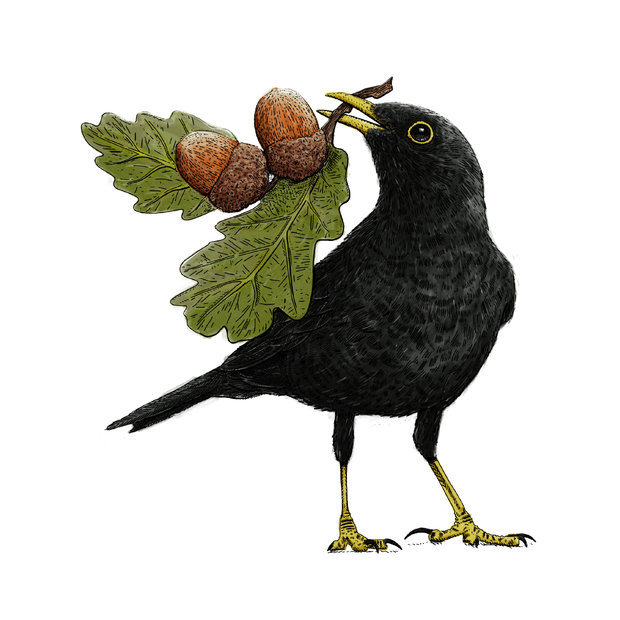 Black bird with acorns in its mouth